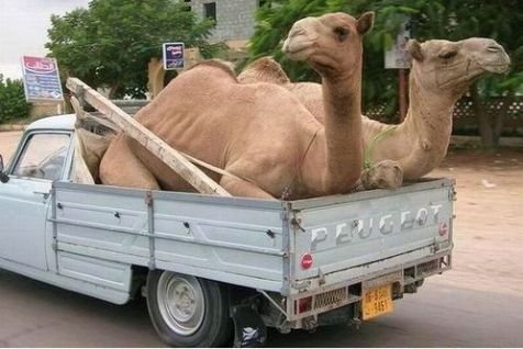 Bild-camels-peugeot.jpg