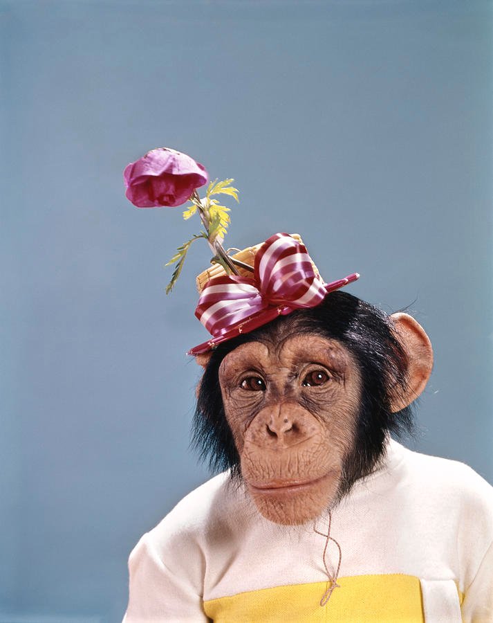1960s-chimpanzee-wearing-dress-vintage-images.jpg